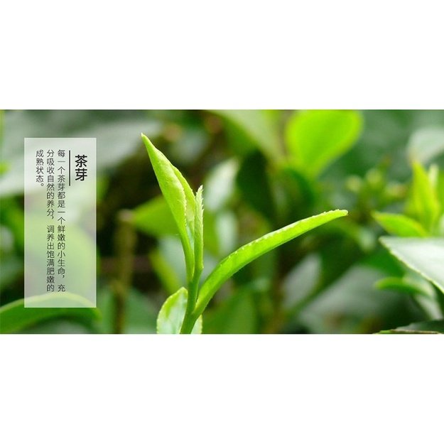 LONG JING žalioji arbata